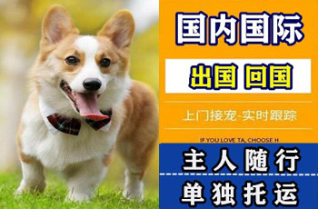 金昌市宠物托运公司金昌市宠物托运公司金昌市宠物托运公司