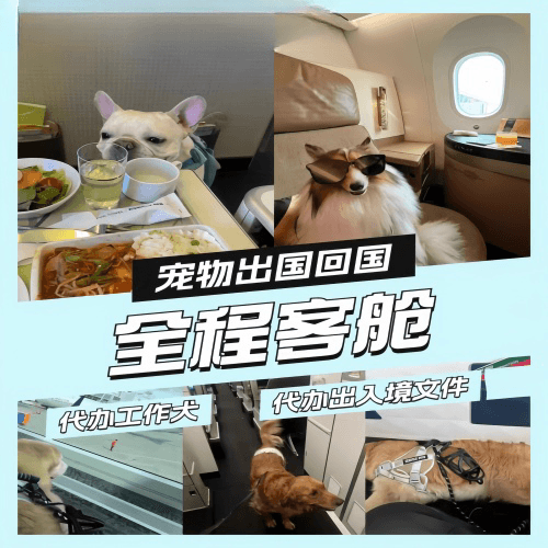 金昌市宠物托运到白俄罗斯宠物入境规定和要求