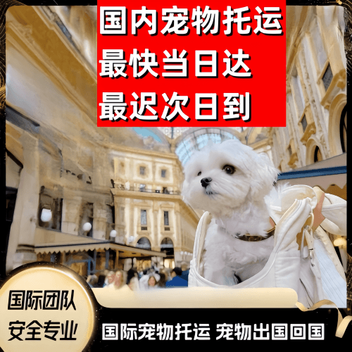 金昌市到澳大利亚（澳洲）宠物入境规定和要求